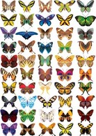 Butterflies Vector 1