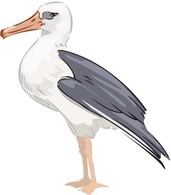 Seagull vector 1